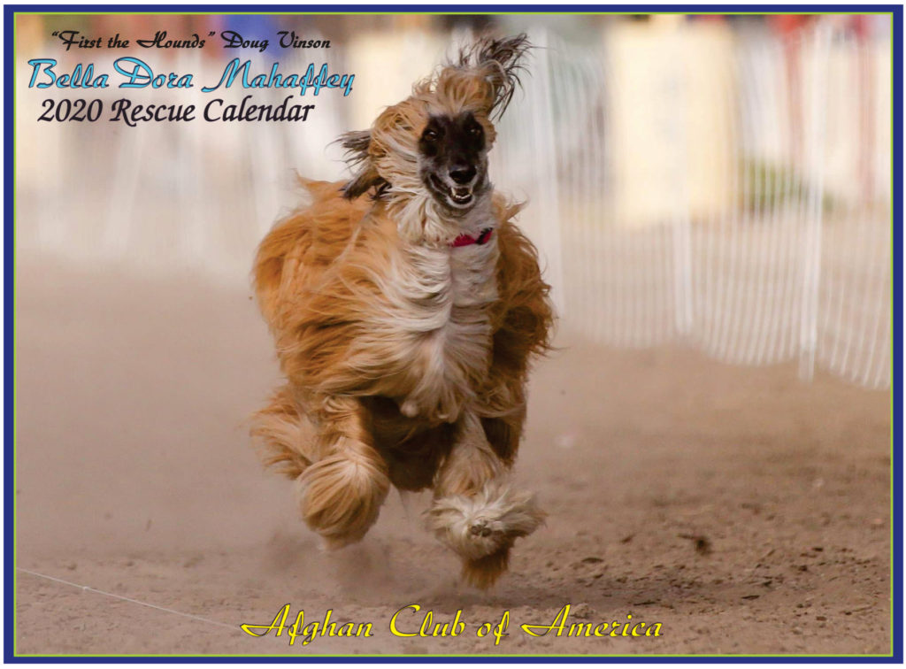 Afghan Hound Club of America – National Rescue | A 501(c)(3) not-for